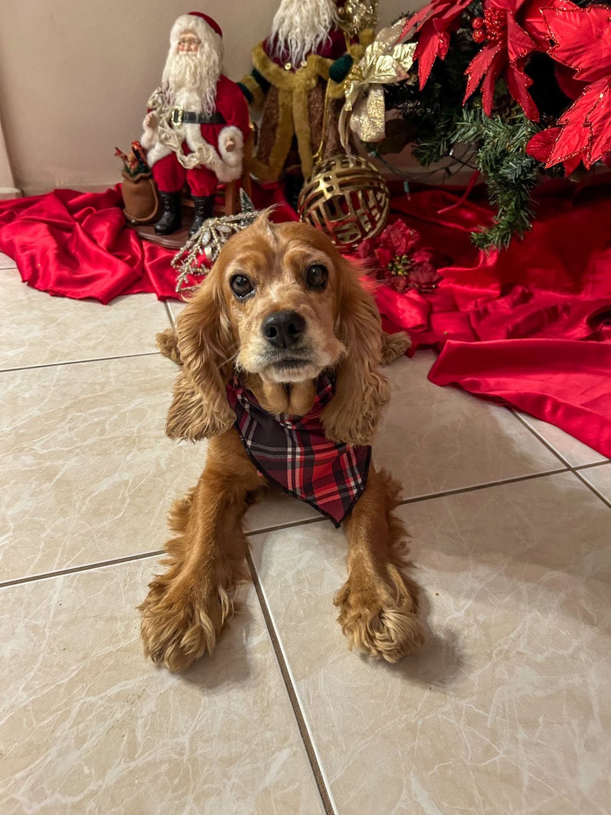 12131 PAÑUELO NAVIDEÑO CUADRICULADO ROJO - PARA BEBE O MASCOTA